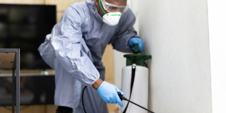 Top 5 Reasons Why Regular Pest Control Is Essential For Your Dream House