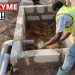 Do You Really Need Bioenzymes? Building a Biodigester the Natural Way