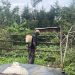 Biogas: A Sustainable Solution for Turning Waste Into Clean Energy In East Africa and Beyond